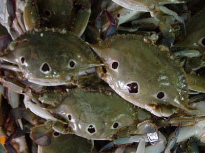 FROZEN CRAB