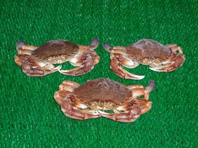 FROZEN FLOWER CRAB