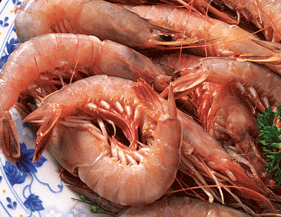 SAND SHRIMP