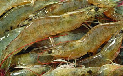 BOILED PEELED SHRIMP