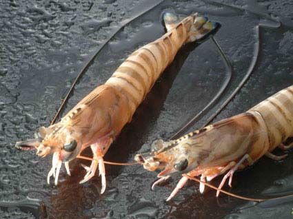 PEELED KURUMA PRAWN