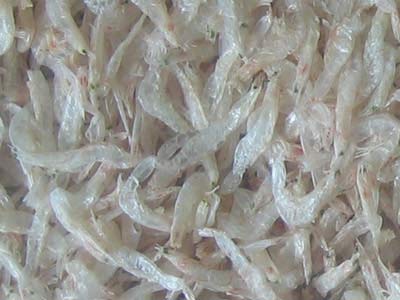 DRIED SHRIMP