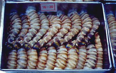 FROZEN KRUMA PRAWIN HEADLESS