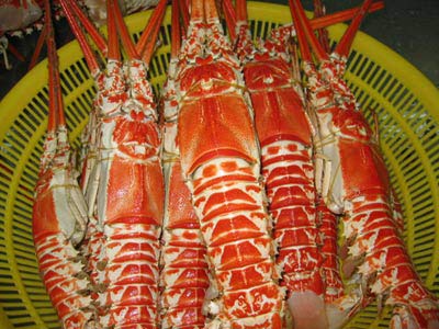 FROZEN SANEY-MUD SPINY LOBSTER