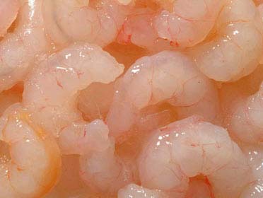 PEELED SHRIMP