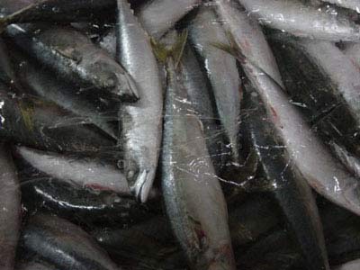 Frozen Mackerel