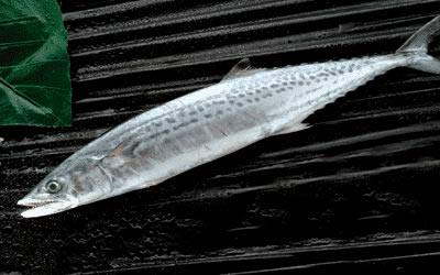 Frozen Spanish Mackerel