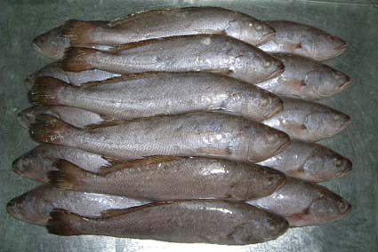 Frozen Brown Croaker (BQF)