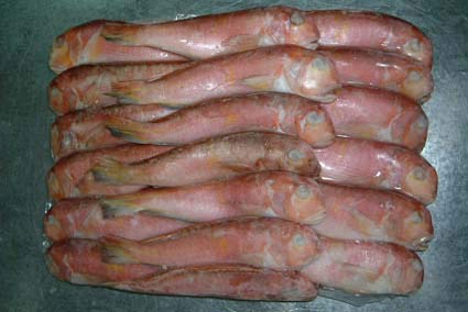 Frozen Red Horse Head Fish (BQF)