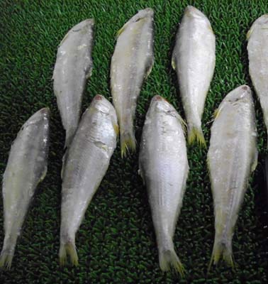 Ribbon fish
