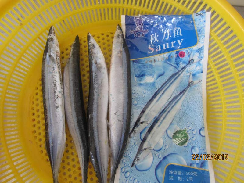 Saury